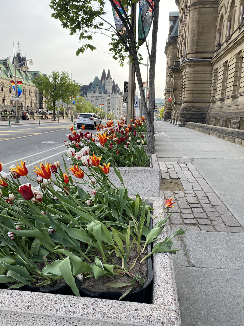 Tulips in Ottawa